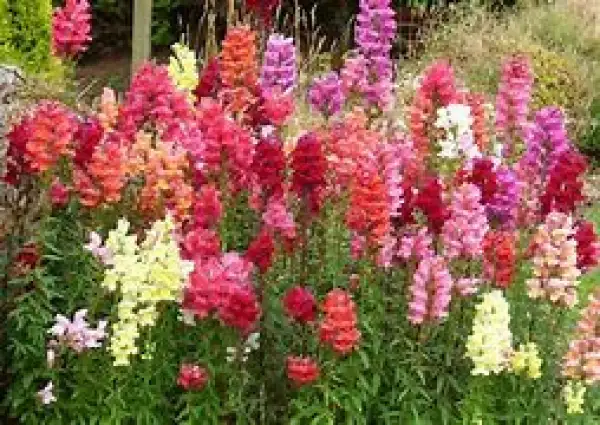 Blumen: Löwenmäulchen