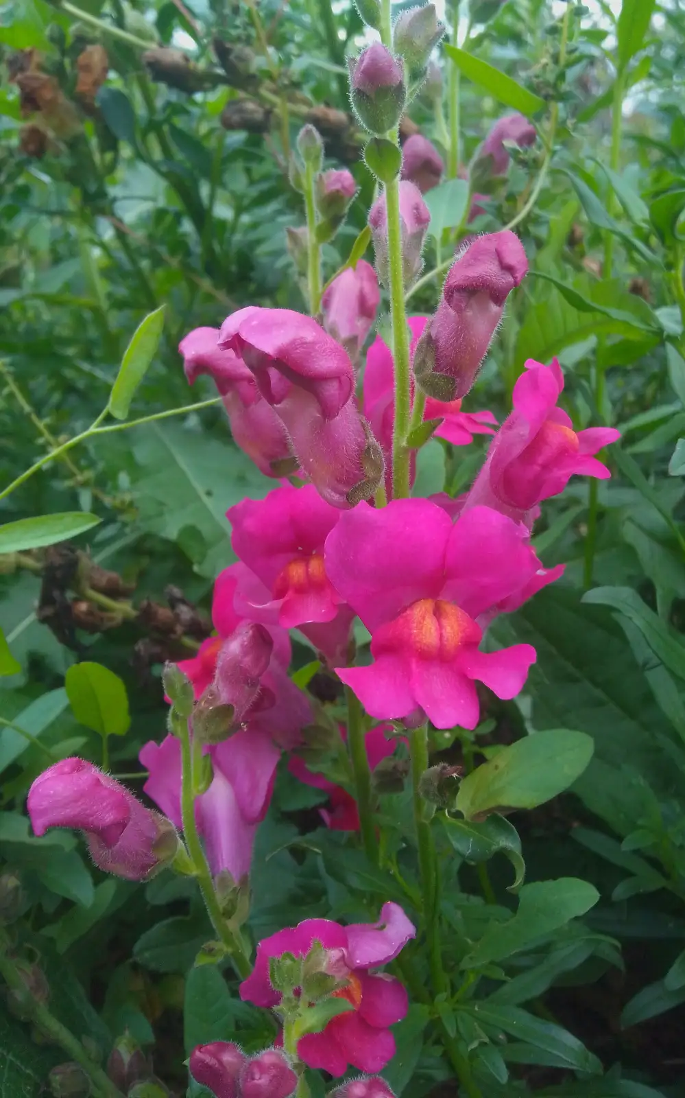 Blumen: Löwenmäulchen 50cm große, herrliche Sommerblumen