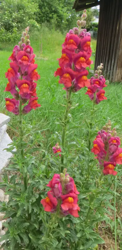 Blumen: Löwenmäulchen, bunt (mindestens 200 Stück)