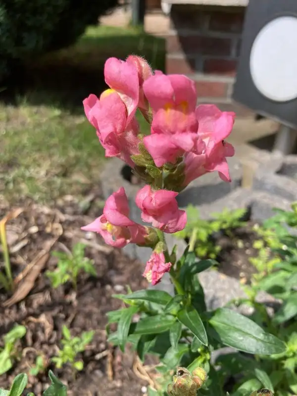 Blumen: Löwenmäulchen in verschiedenen Farben