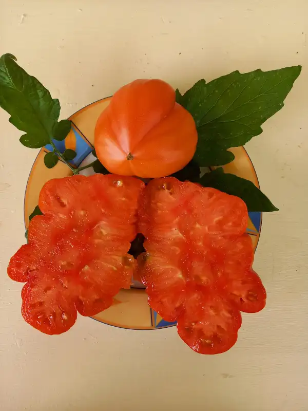 Tomaten: Löwuschka