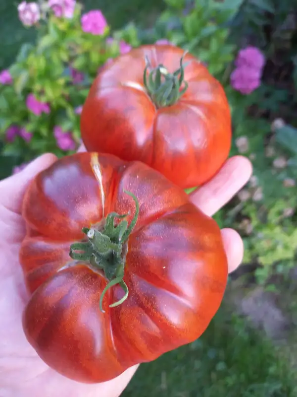 Tomaten: Löwuschka
