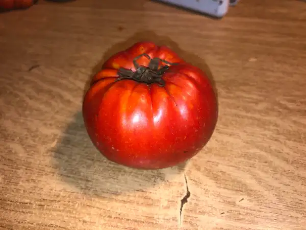 Tomaten: La Belle de Chanterac