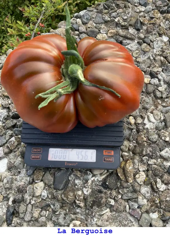 Tomaten: La Berguoise