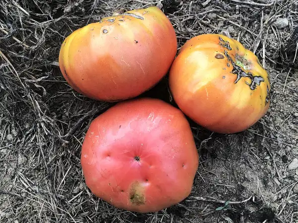Tomaten: La Bourdonneuse
