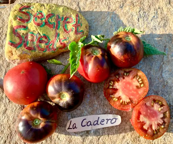 Tomaten: La Cadero