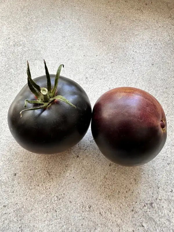 Tomaten: La Cadero