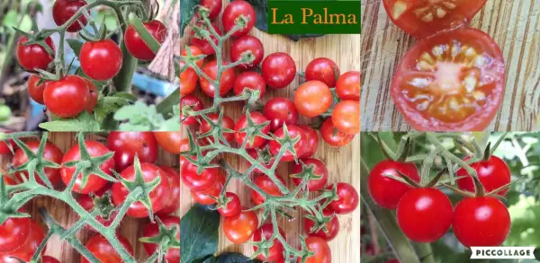 Tomaten: La Palma - Wildtomate