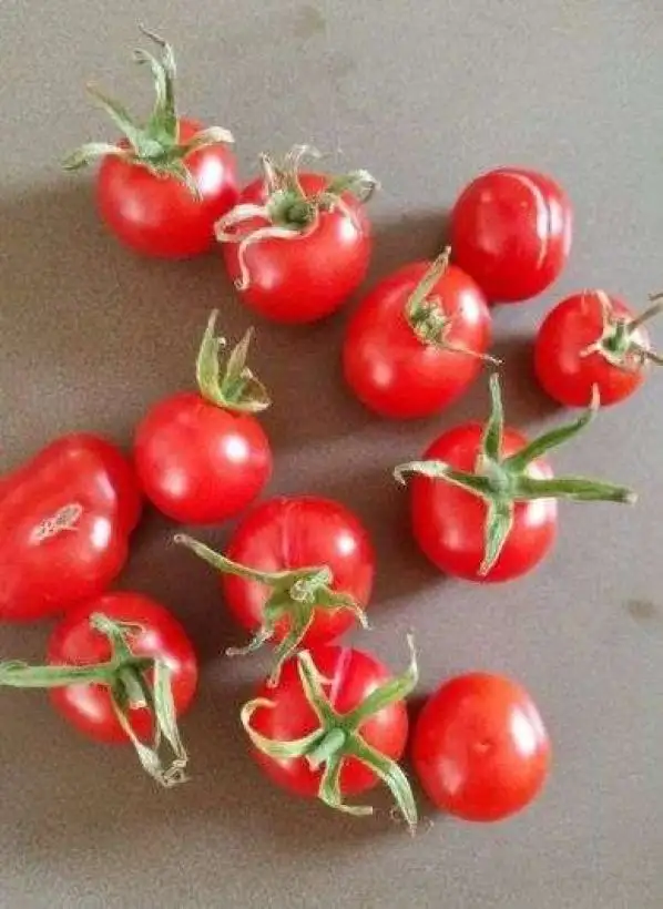 Tomaten: La Palma (Wildtomate)