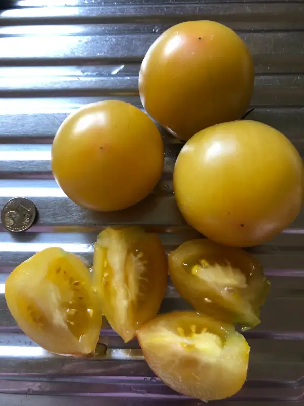 Tomaten: La Tomium