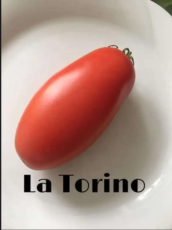 Tomaten: La Torino