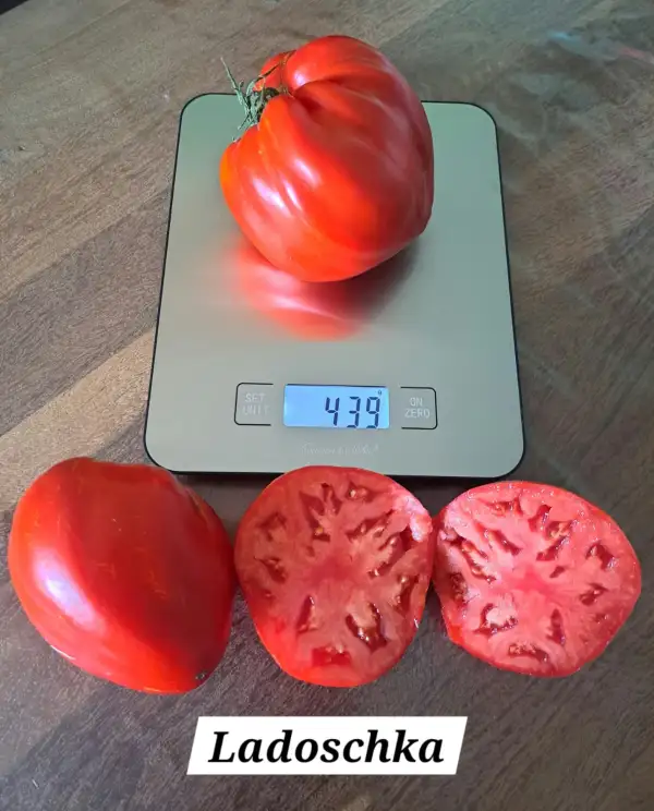 Tomaten: Ladoschka