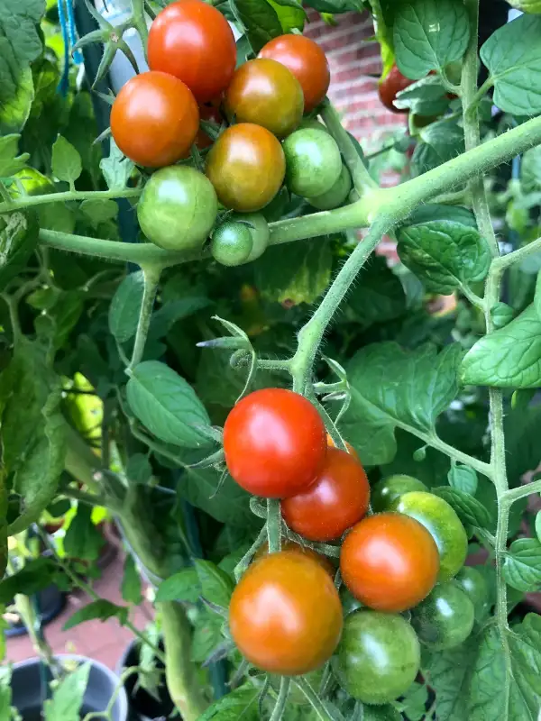 Tomaten: Lady aireen