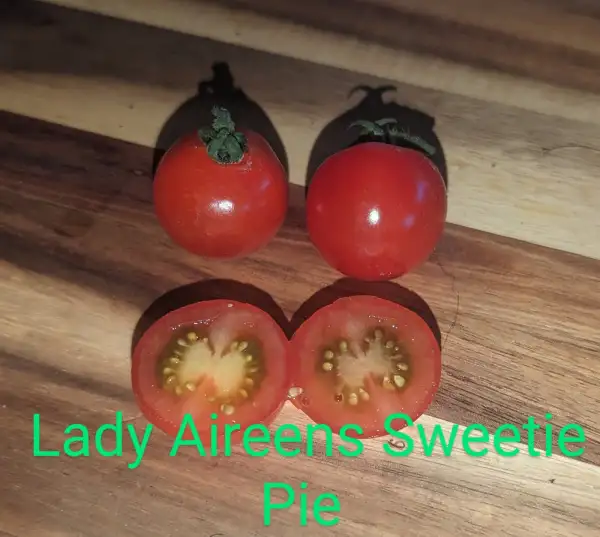 Tomaten: Lady Aireen