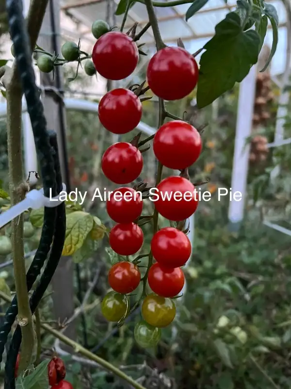 Tomaten: Lady Aireen Sweetie pie