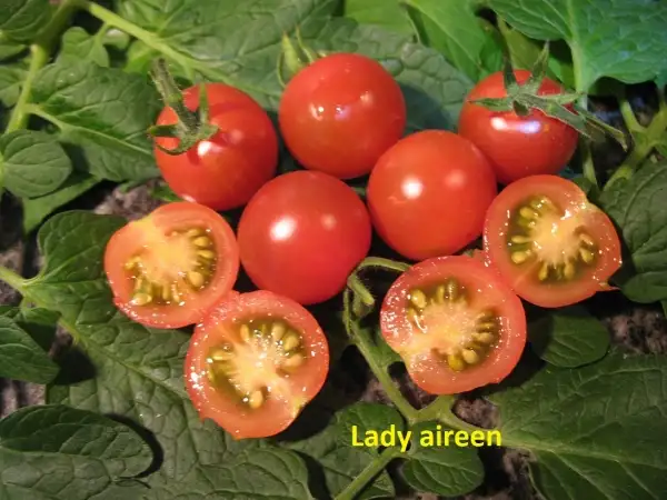 Tomaten: lady Airleen