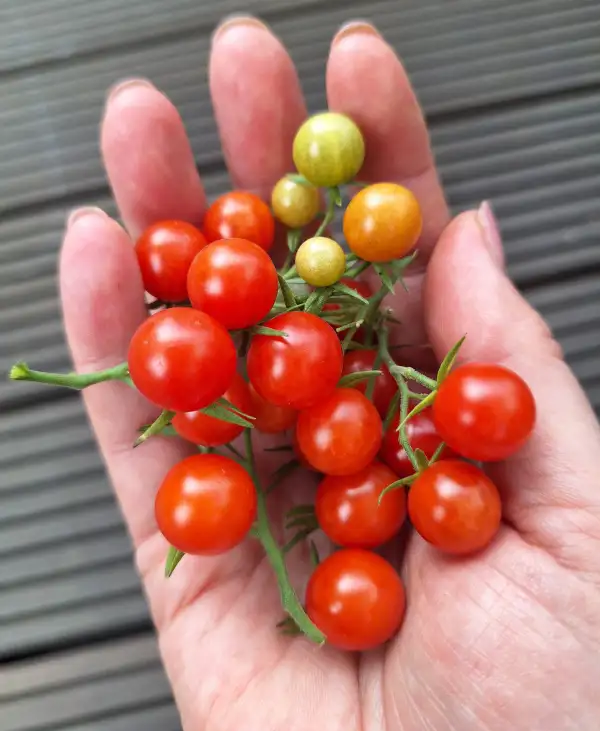 Tomaten: Lady Bird