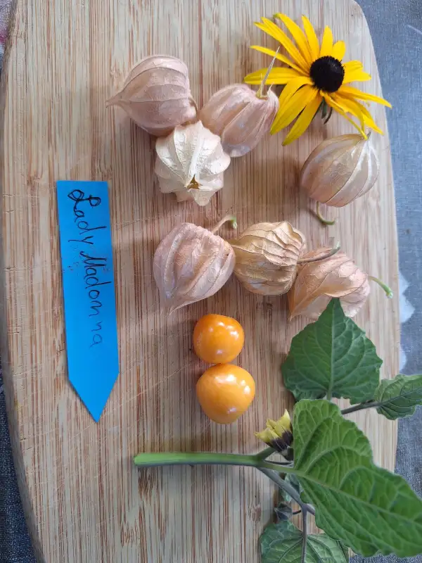 Physalis: Lady Madonna