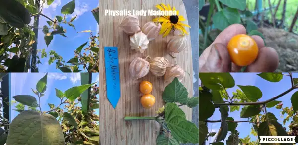 Physalis: Lady Madonna