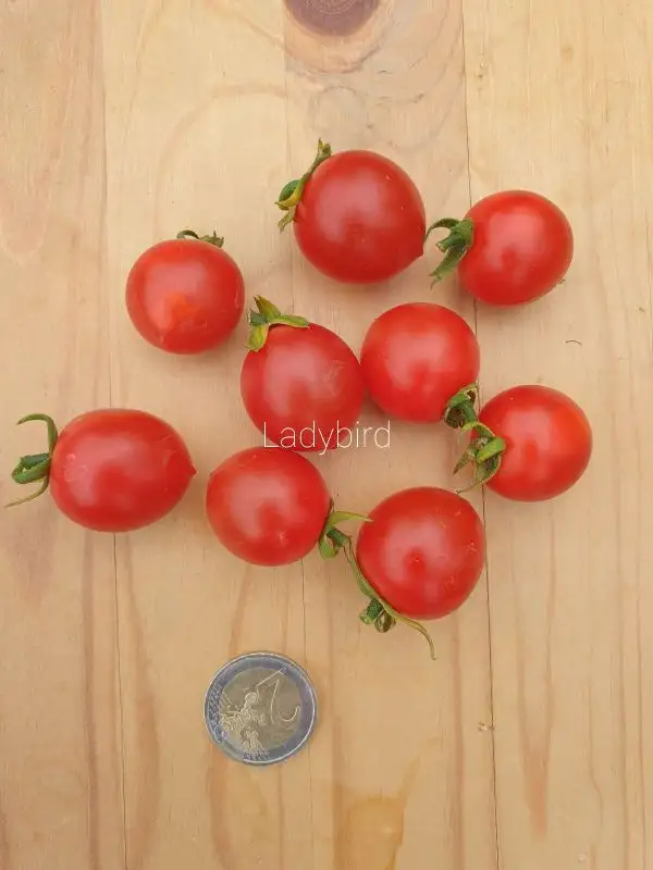 Tomaten: Ladybird