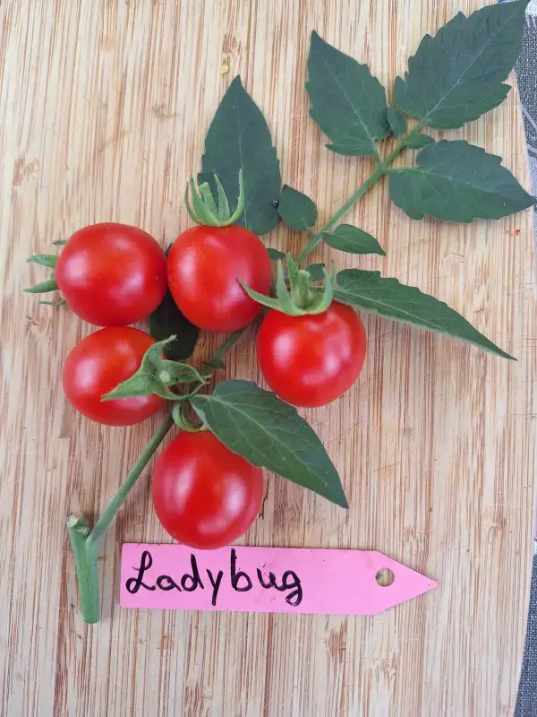 Tomaten: Ladybug - Zwergtomate