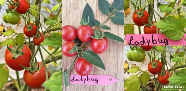 Tomaten: Ladybug - Zwergtomate