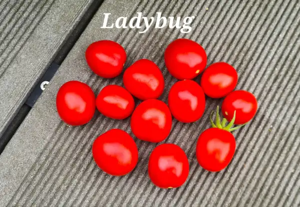 Tomaten: Ladybug