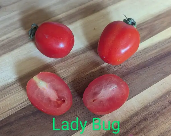 Tomaten: Ladybug