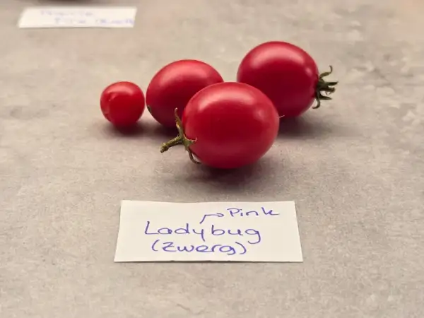 Tomaten: Ladybug