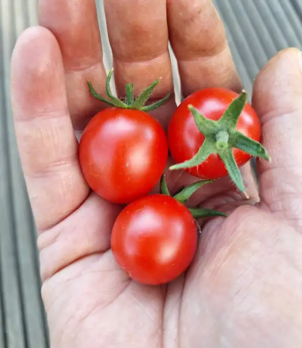 Tomaten: Ladybug