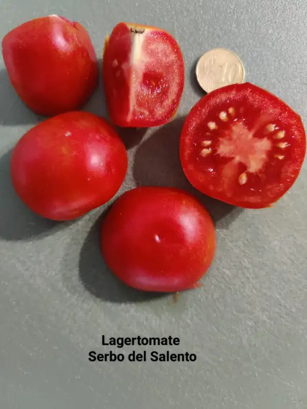 Tomaten: Lagertomate Serbo del Salento