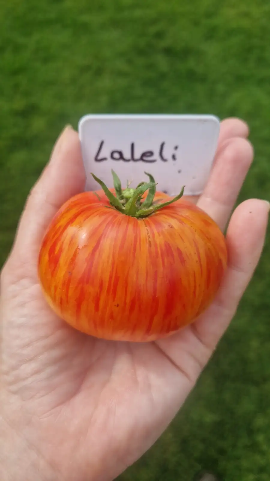 Tomaten: Laleli