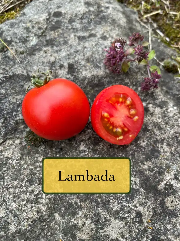 Tomaten: Lambada