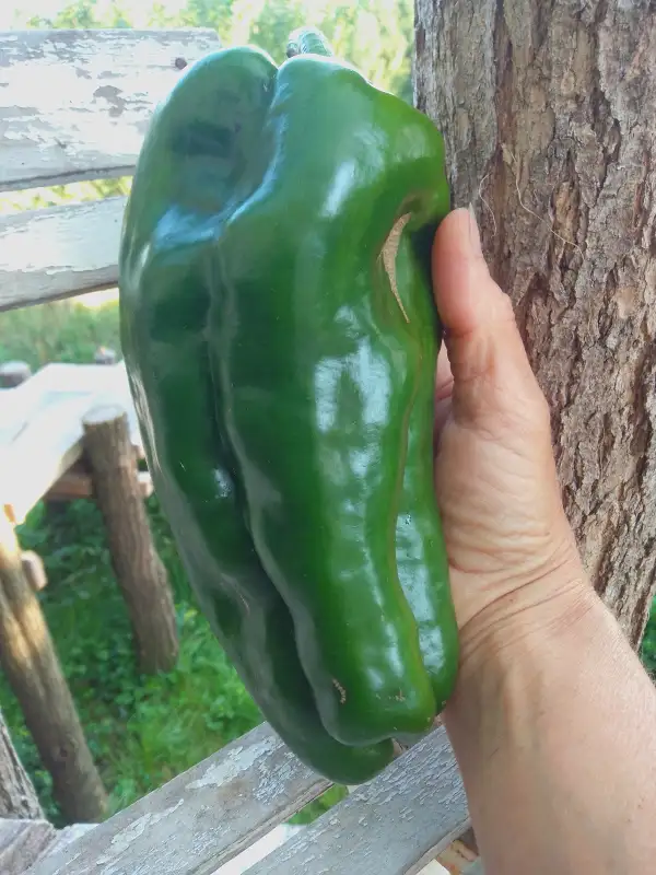Chili / Paprika: Lamuyo, riesige rote Sorte aus Andalusien. Er erreicht über 20cm Länge und gut 400g Fruchtgewicht.