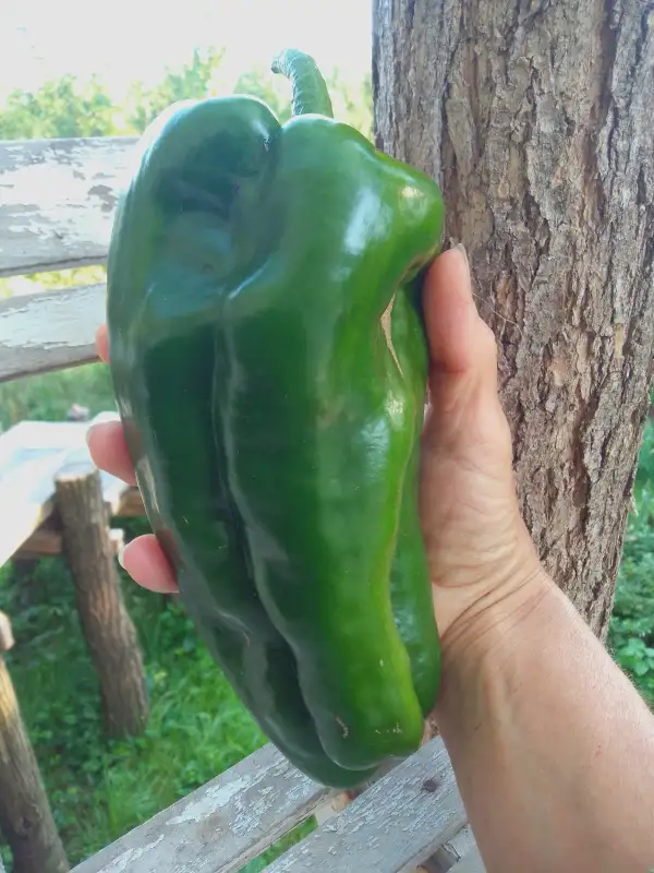 Chili / Paprika: Lamuyo, riesige rote Sorte aus Andalusien. Er erreicht über 20cm Länge und gut 400g Fruchtgewicht.