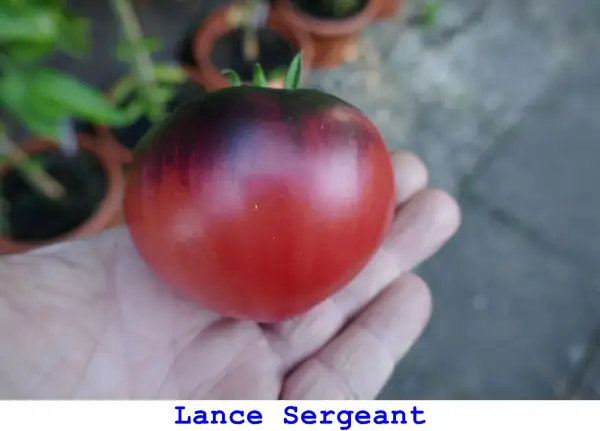 Tomaten: Lance Sergeant