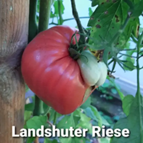 Tomaten: Landshuter Riese