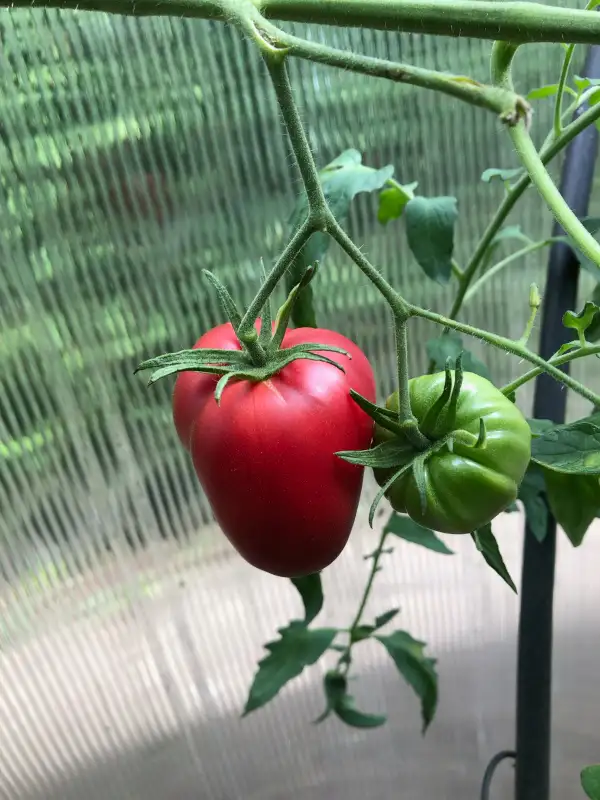 Tomaten: Landshuter Riese