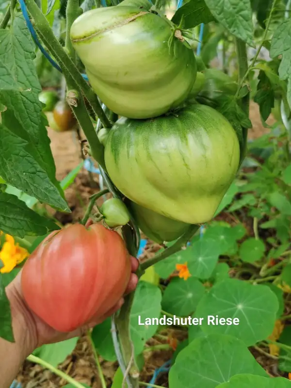 Tomaten: Landshuter Riese