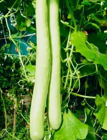 Zucchini: Lange sizilianische Zucchini (bis 2m)