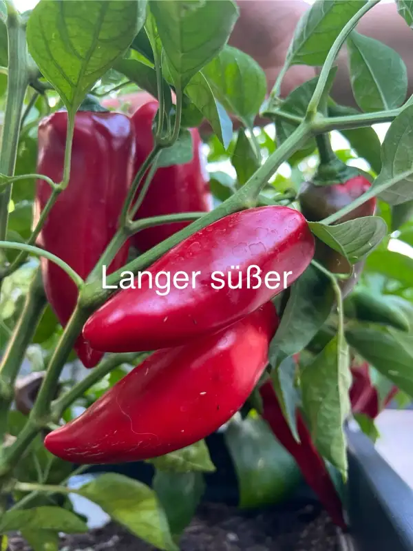 Chili / Paprika: Langer süßer