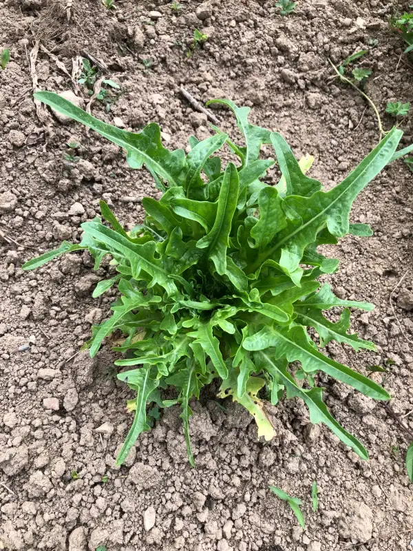 Salate: Langue de Canari