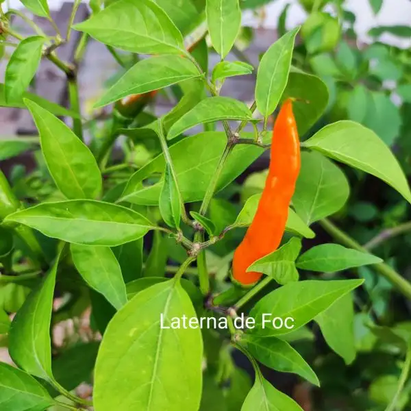 Chili / Paprika: Lanterna de Foc