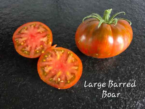 Tomaten: Large barred boar