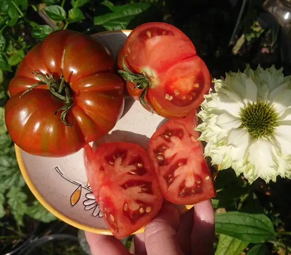 Tomaten: Large barred boar