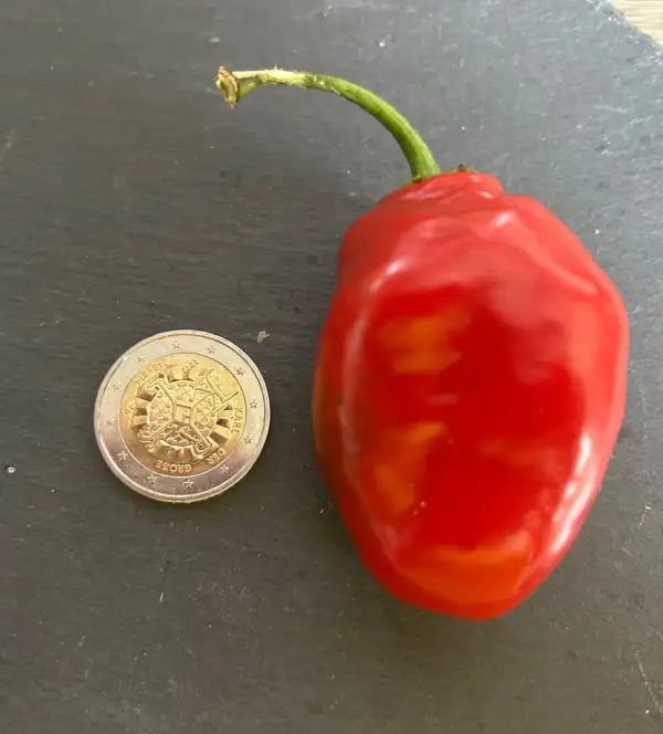 Chili / Paprika: Large Red Rocoto