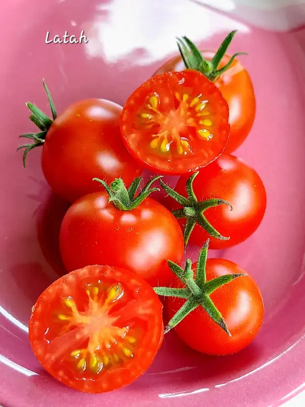 Tomaten: Latah