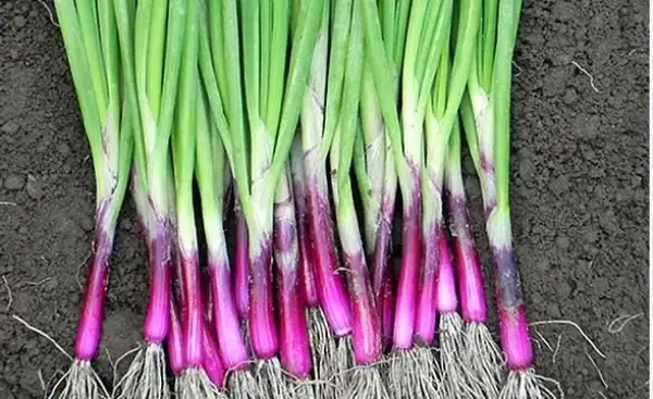 Zwiebeln: Lauchwiebel Red Toga