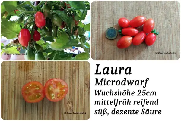 Tomaten: Laura