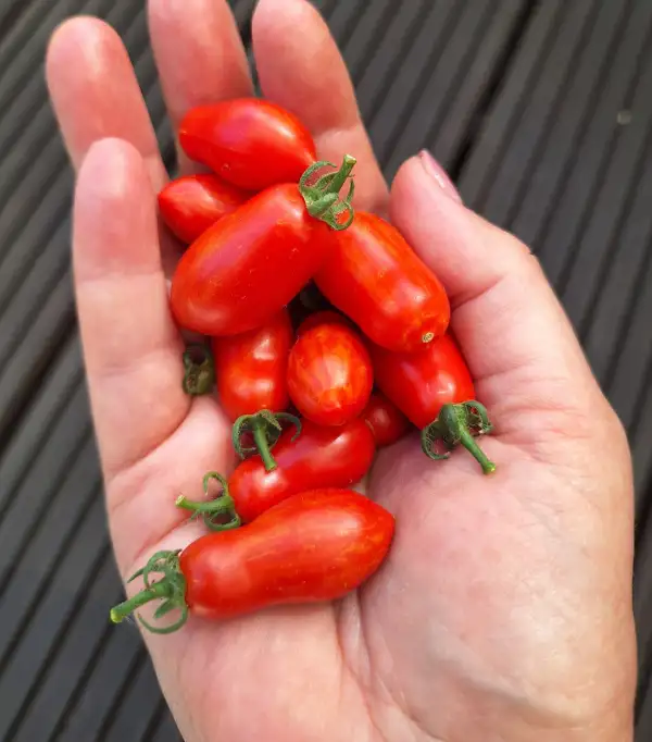 Tomaten: Laura